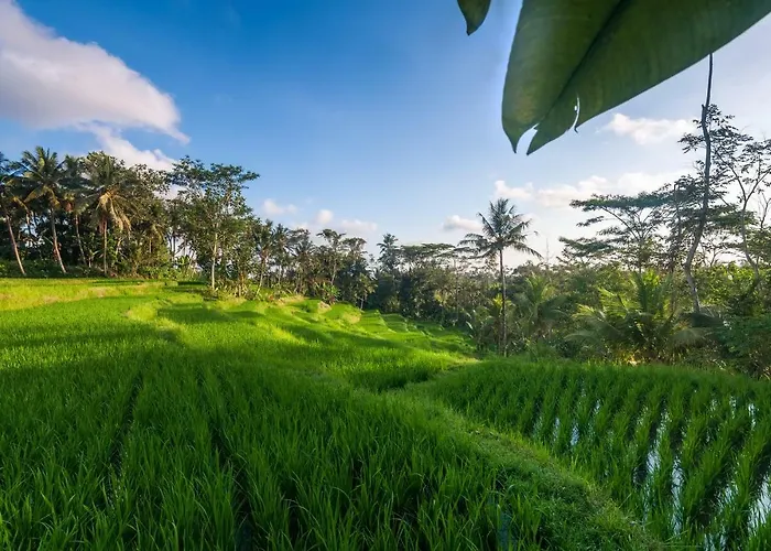 Arcadia Payangan